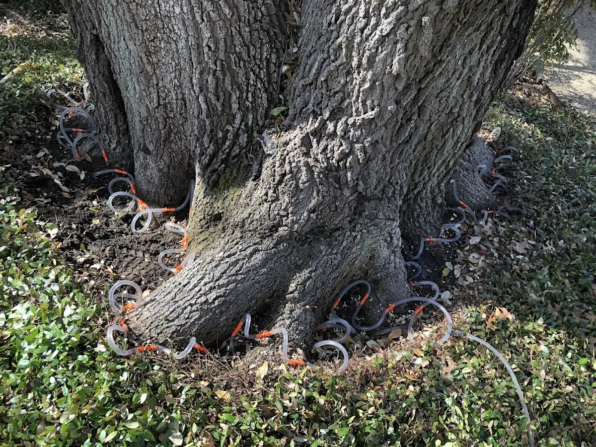 Detailed Tree Cabling and Bracing job site in West Jefferson