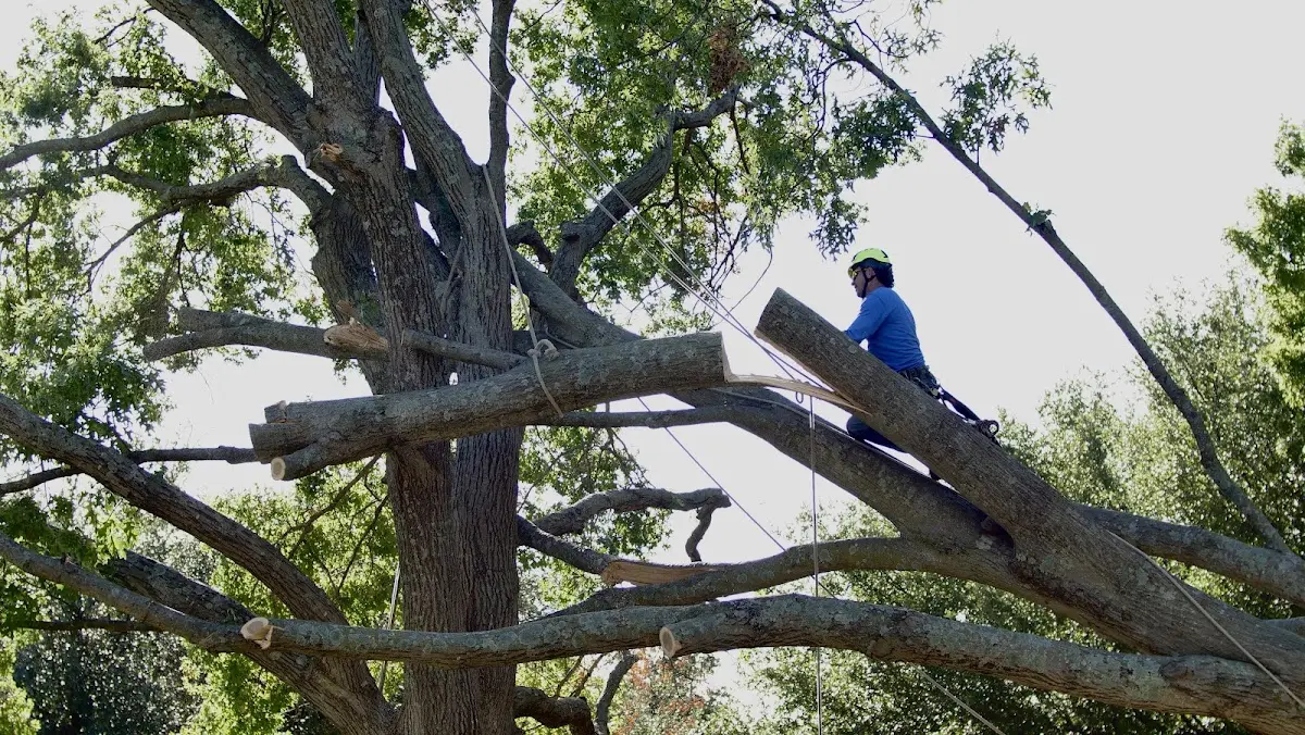 Professional Crown Thinning performed by certified arborists in West Jefferson