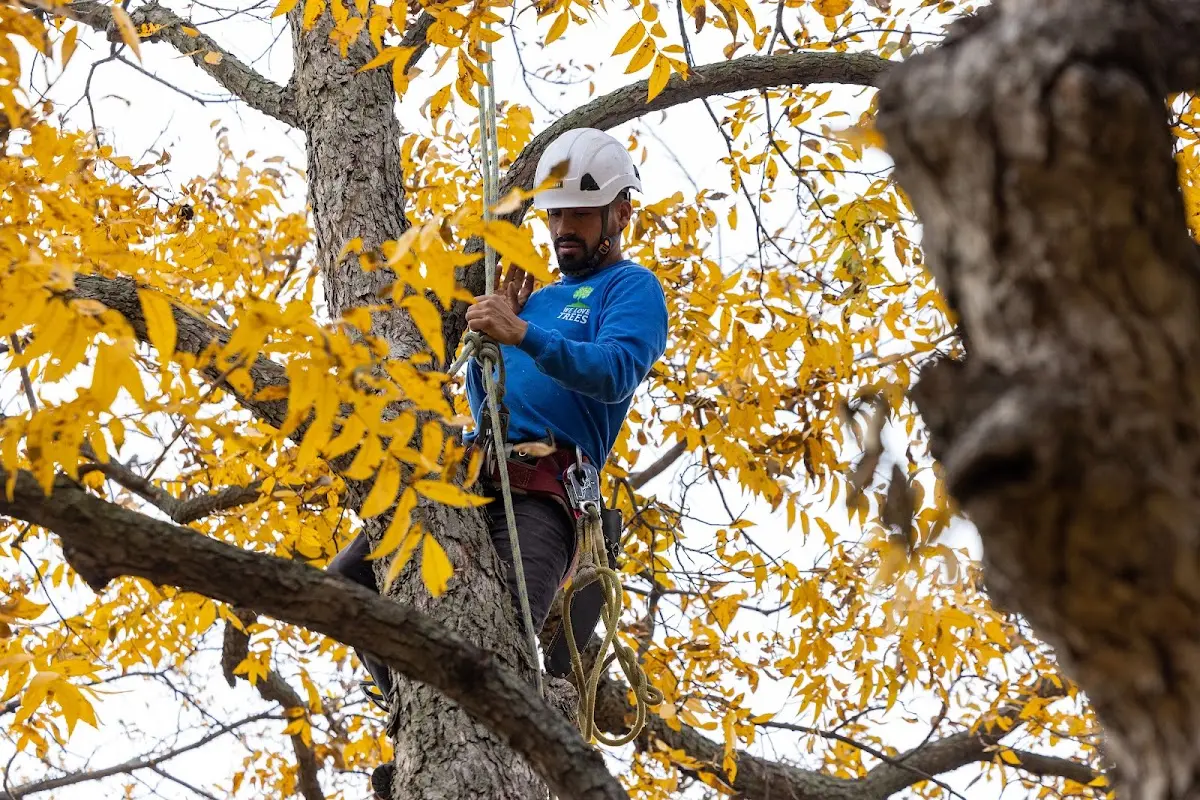 Skilled Tree Pruning crew working in West Jefferson